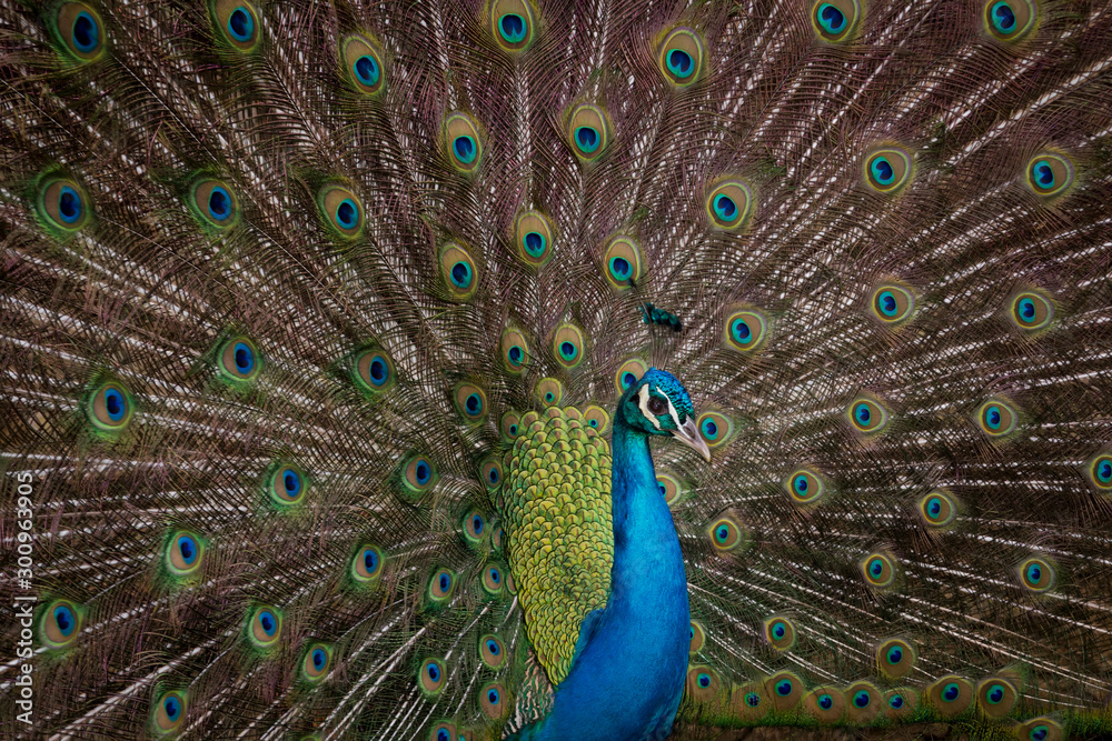 Obraz premium peacock standing in a field