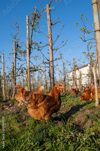 Hühner mit einem Hühnermobil auf einer Obstplantage