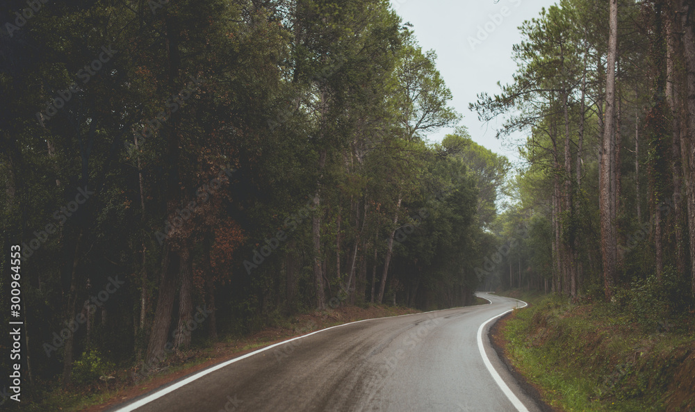 Fototapeta premium forest road