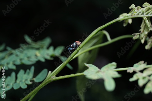 dragonfly on a flower