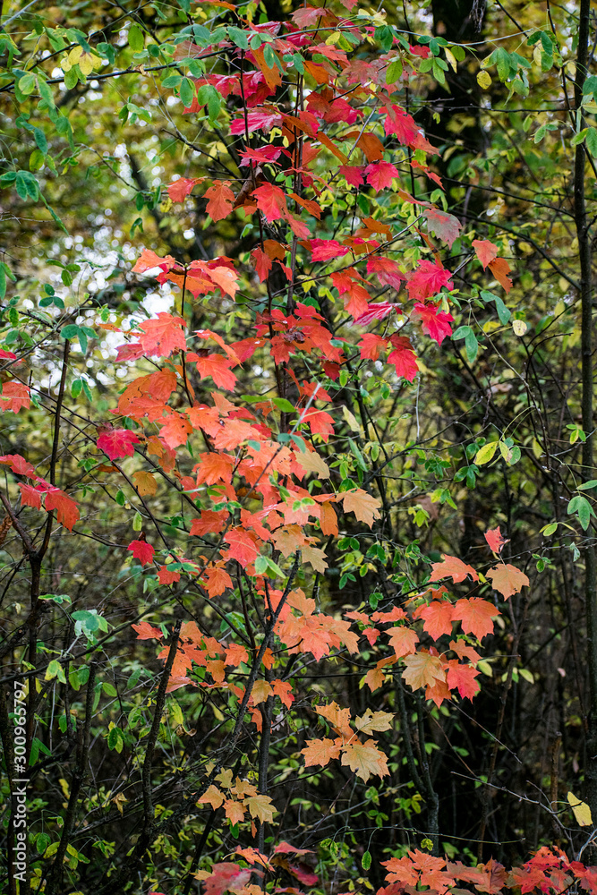 red leaves in the wood