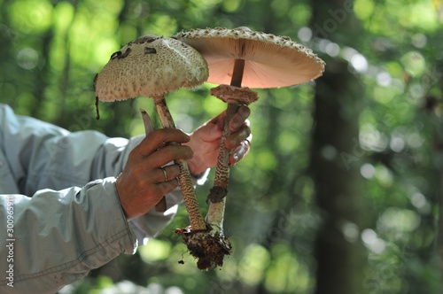 Gemeiner Riesenschirmling Macrolepiota procera - Parasol-Pilze in der Hand eines Pilzsuchers photo