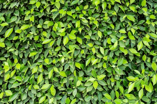 Beautiful green leaves on the wall