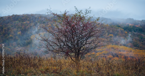 Lonely tree in the mountains. Misty autumn in the mountains.