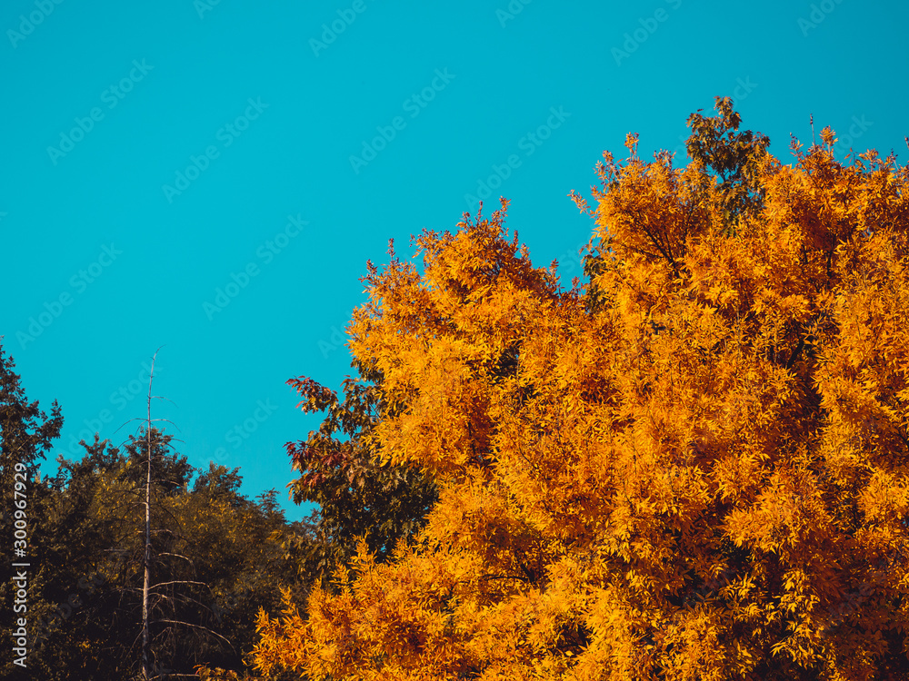 Fototapeta premium Trees in autumn season - blue sky background