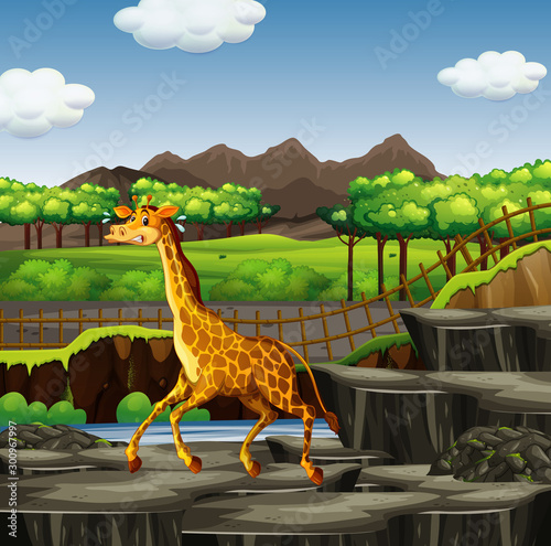 Scene with giraffe at the zoo