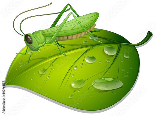 Grasshopper on green leaf on white background