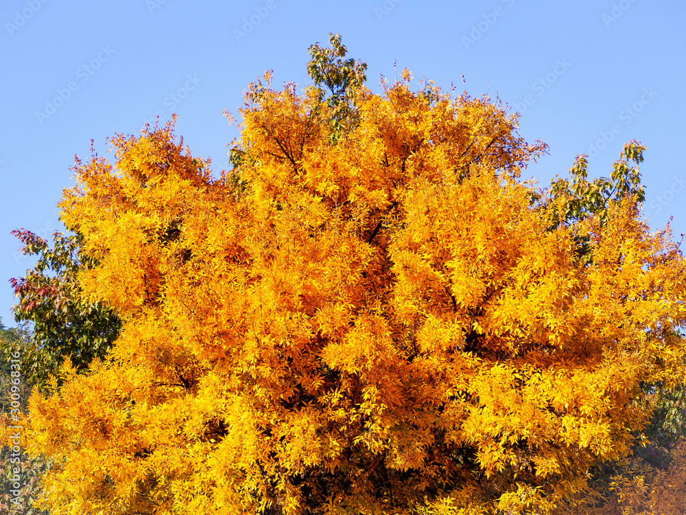 Fototapeta premium Big yellow tree in early autumn