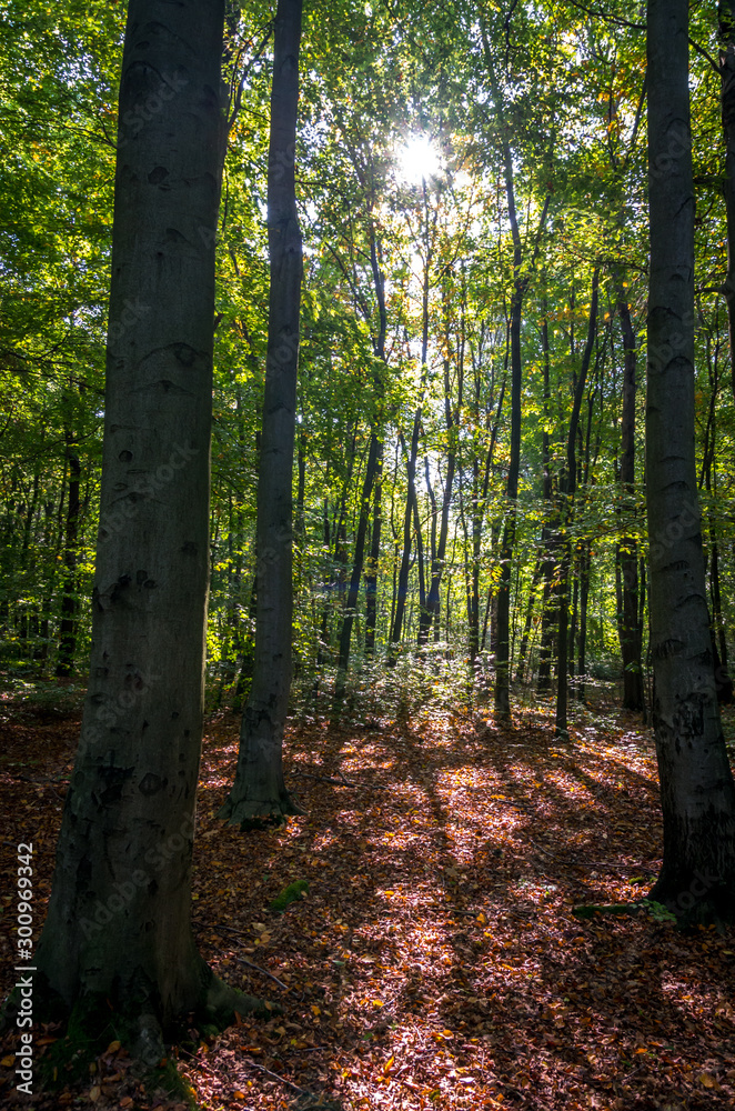 Obraz premium the beautiful forest