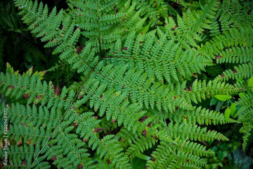 Background image of green grass. The texture of fresh fern