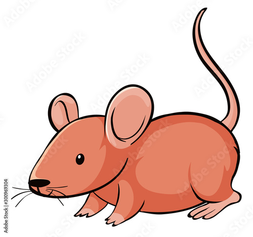 Cute rat on white background