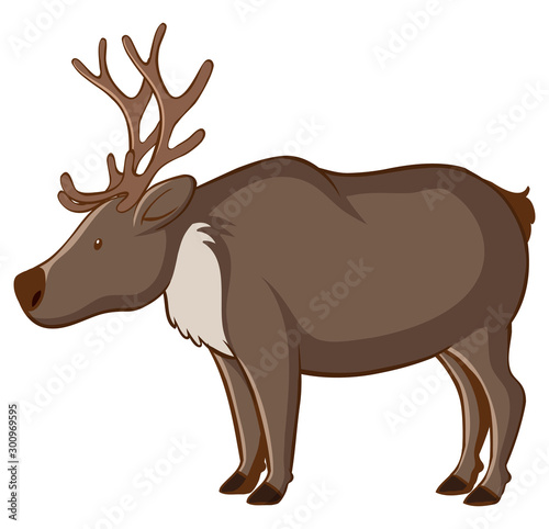 Reindeer on white background