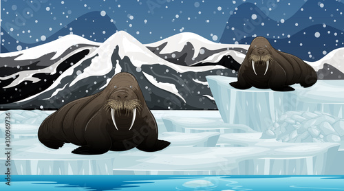 Scene with two walruses on oice