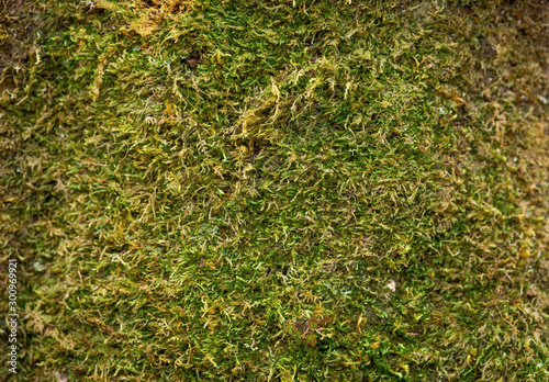 Moss background, texture, mossy area, fungus backdrop