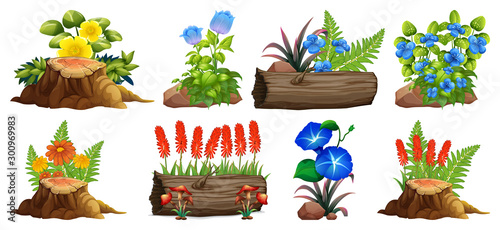 Large set of colorful flowers on rocks and wood