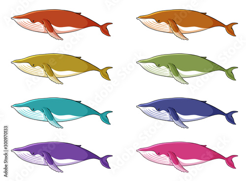Whale in many colors