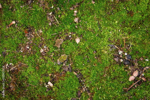 Moss background, texture, mossy area, fungus backdrop