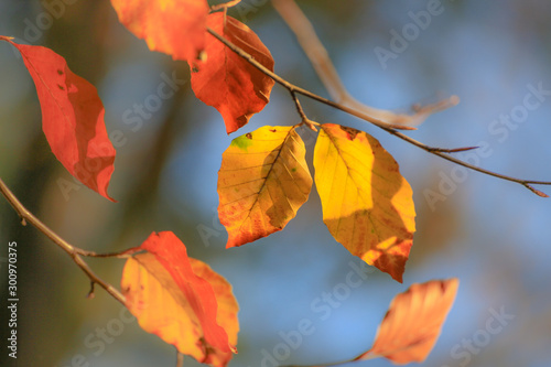 Colorful autumn leaves on tree with the blurred background 