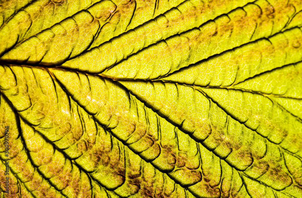 Obraz premium Background image of a leaf of a tree close up. A green leaf of a tree is a big magnification. Macro shooting.