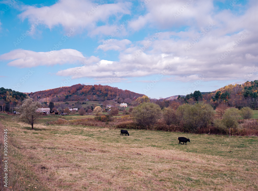 Obraz premium Two Cows Graze Amid an Open Farm Landscape