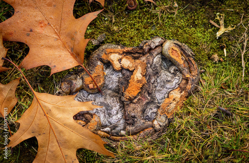 Fall Leaves on the ground in the fall/autumn, on the ground, dry leaves. Leaf from tree.