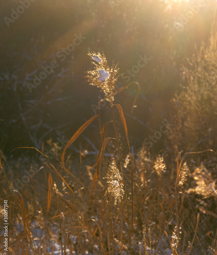 Winter landscape and nature