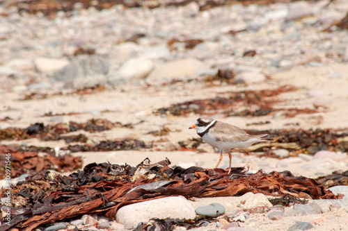 Grand Gravelot (plumage nuptial) sur la plage - réserve naturelle du sillon de Talbert - Bretagne