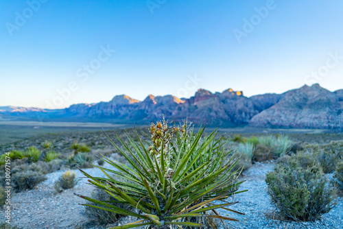 Desert plants