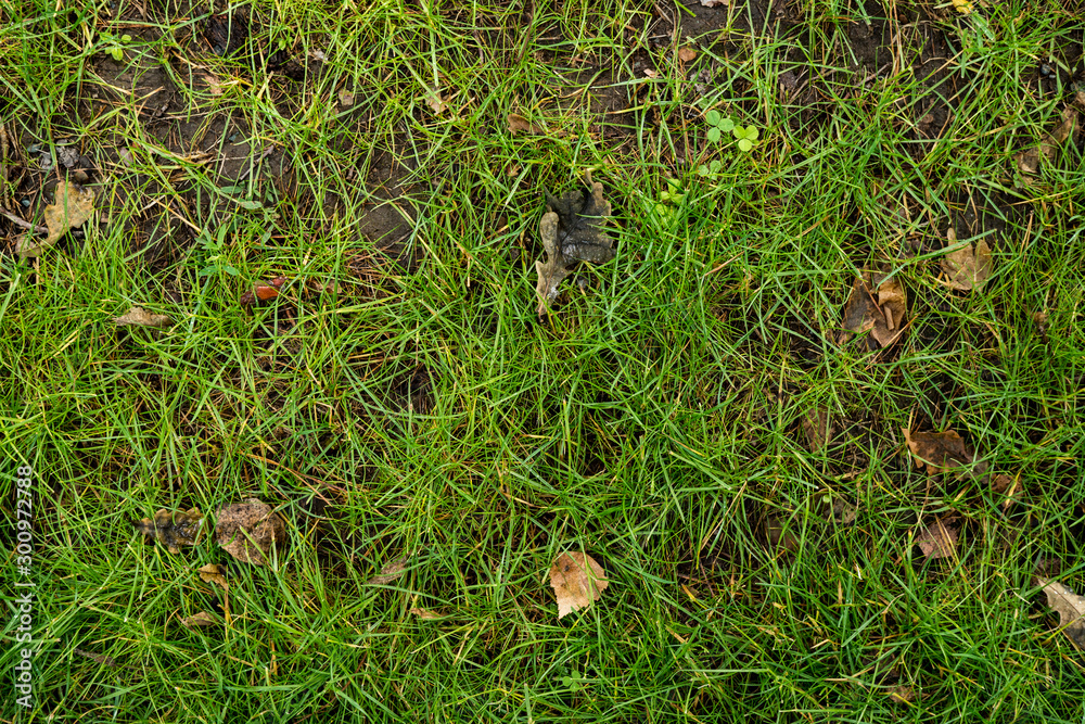 The texture of the green lawn. Background image of green fresh grass The texture of the green lawn. Background image of green fresh grass