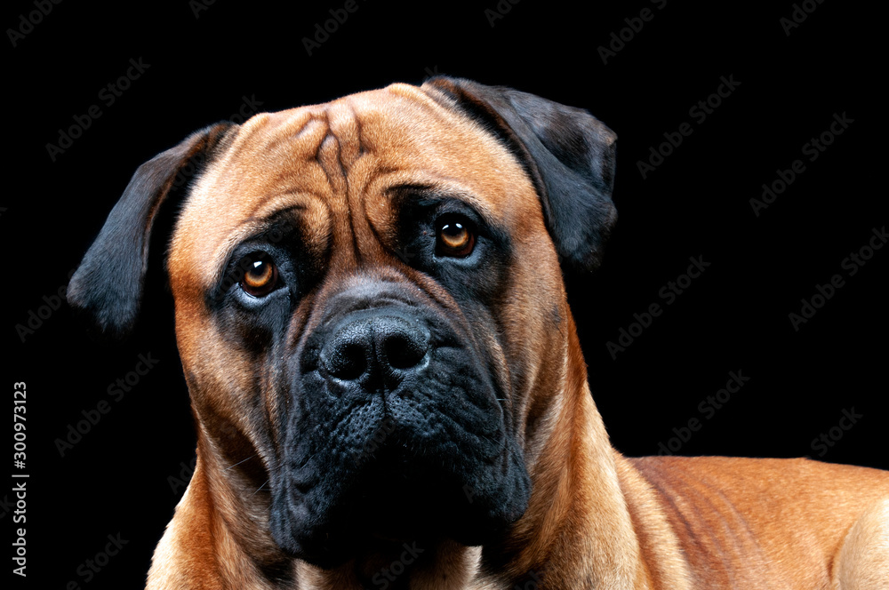 A full adult male Boerboel dog from South Africa