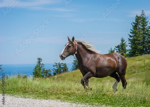 Horse on the field near mountain, Bavarian wild landscape