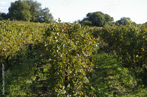 Paysage avec une vigne