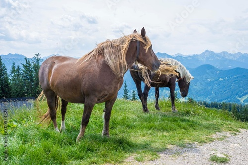 Horse on the field near mountain, Bavarian wild landscape