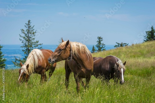 Horse on the field near mountain, Bavarian wild landscape