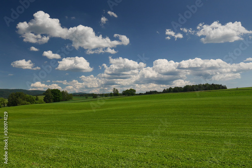 landscape with green field, tress and blue sky with white clouds © Roman