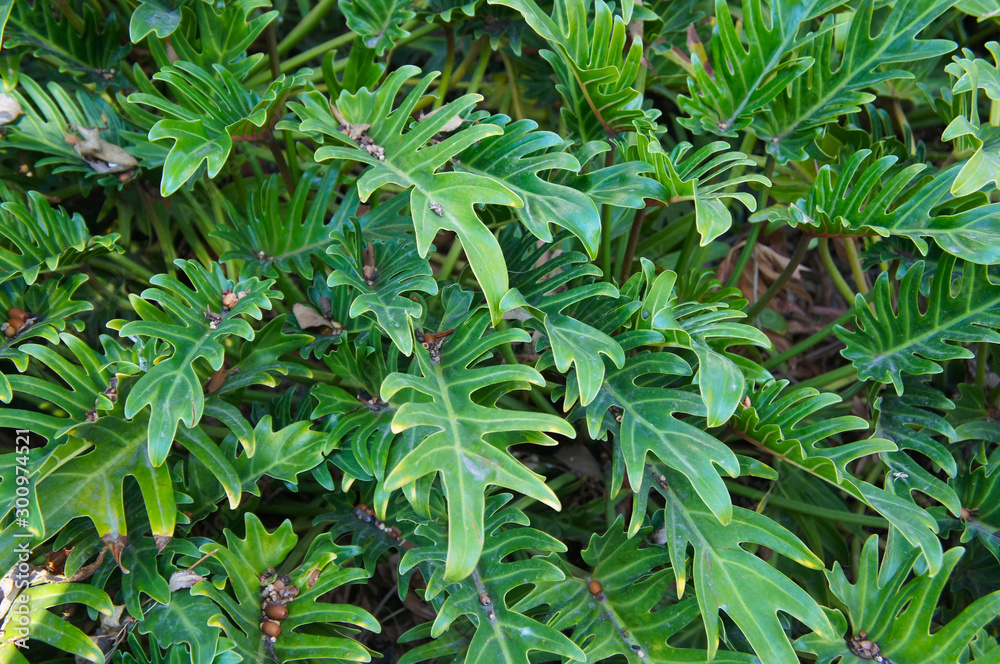 Philodendron xanadu green leaves of tropical plant Philodendron xanadu green leaves of tropical plant