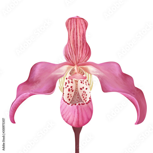 Anguloa- сradle of Venus. Bright drawn exotic pink flower on white isolated photo
