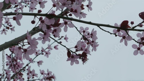 Cherry blossoms trees on a grey cold day