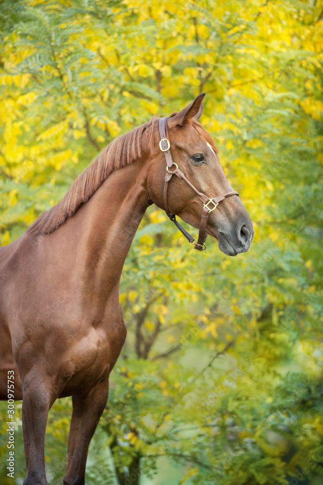 Obraz premium Red horse portrait standing against fall yellow trees
