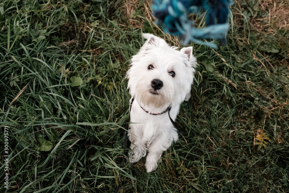 Portrait of One West Highland White Terrier in the Park