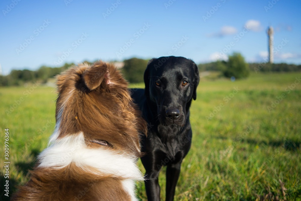 A black labrador saying hello to an american shepherd A black labrador saying hello to an american shepherd