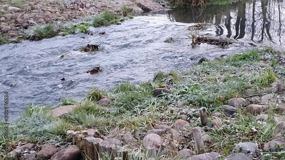 Rzeka Narewka. Białowieża Rzeka Narewka. Białowieża