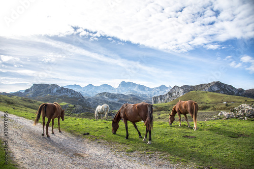 A group of wild horses by the lakes of Covadonga, Asturias. Spain
