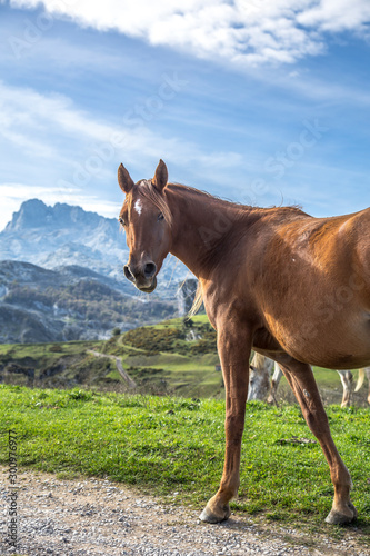A beautiful horse looking in the lakes of Covadonga  Asturias. Spain