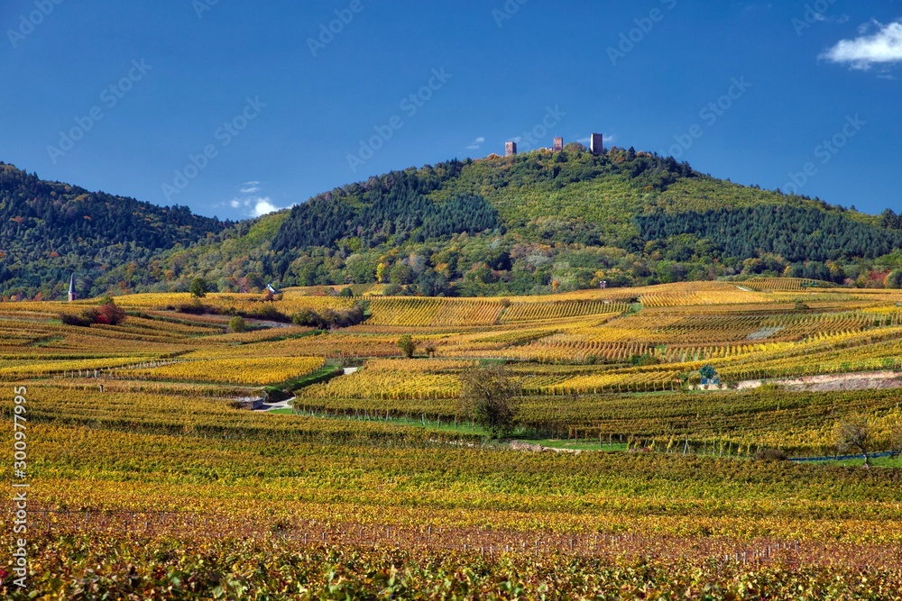 vineyards alsace