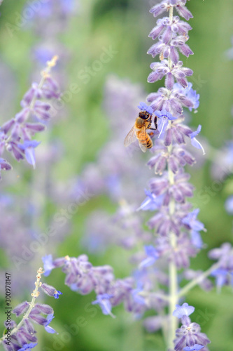 Fototapeta Naklejka Na Ścianę i Meble -  Bee sucking nectar from a flower.