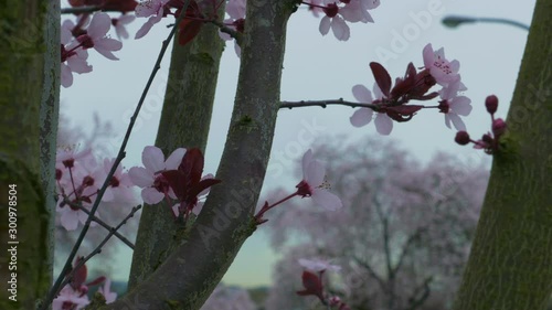 Cherry blossoms trees on a grey cold day