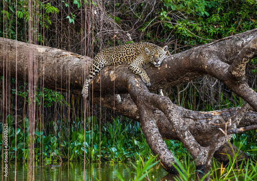 Jaguar lies on a picturesque tree above the water in the middle of the jungle. South America. Brazil. Pantanal National Park.