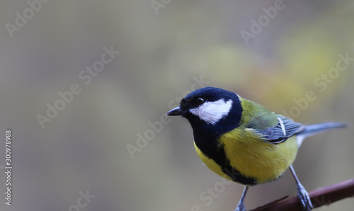 Tit sits on a vine on a blurred background.. © chermit