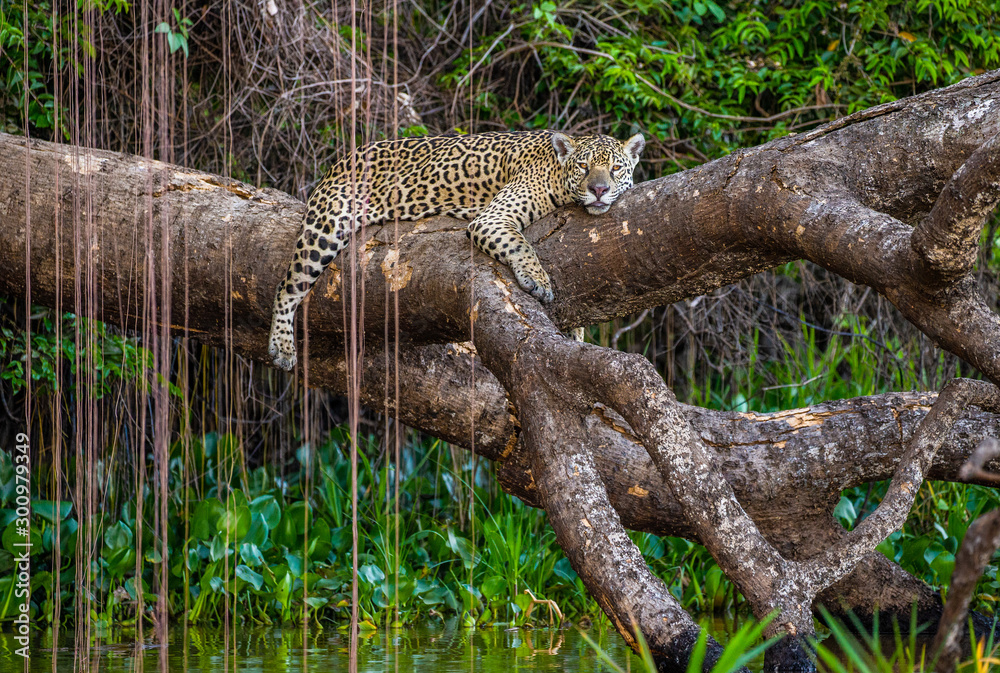 Jaguar lies on a picturesque tree above the water in the middle of the jungle. South America. Brazil. Pantanal National Park. Jaguar lies on a picturesque tree above the water in the middle of the jungle. South America. Brazil. Pantanal National Park.